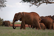 大草原上的非洲象