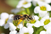 花粉覆盖的蜜蜂