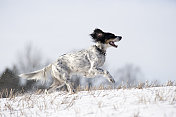 田野里的英国猎犬