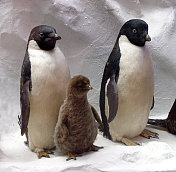 企鹅家族