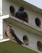 雄性和雌性紫马丁在巢箱