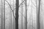 神秘的迷雾森林的光秃秃的老山毛榉树