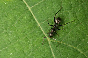 树叶上的蚂蚁