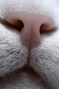 宏猫鼻子