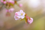 樱桃(樱花)开花