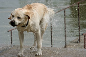 洗澡后的猎犬泼水