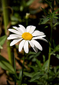 单瓣白色雏菊