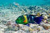 水下热带鱼的观点
