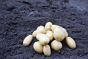 农业用地上的土豆