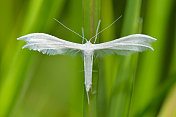 白色的羽蛾