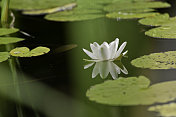 水仙花的肖像