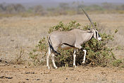大羚羊，马赛马拉，肯尼亚，非洲