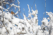 白雪树上的罗宾