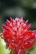 红色的凤梨科植物花