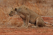 肯尼亚的狮子