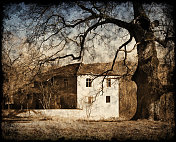 房子和老树
