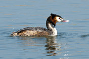 大山脊Grebe (Podiceps crista)