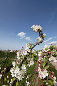 苹果在春天开花