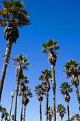 南加州海滨小镇的棕榈树