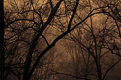 火雾中的树剪影