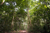 亚马逊雨林的地面图片