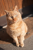 橙色的猫肖像