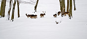 雪地里的鹿