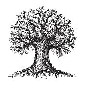 一棵树的草图 一棵树的草图