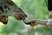 动物园饲养员喂长颈鹿
