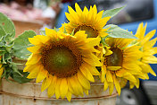考艾岛:向日葵