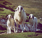 高山绵羊家族:妈妈和小羊羔
