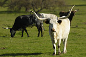 牧场上的德州长角牛