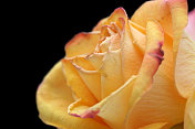 橙色玫瑰孤立在纯黑色上