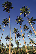 棕榈树丛林