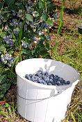 桶的蓝莓