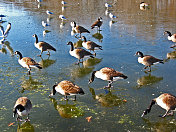 在结冰的湖面上觅食的鸭子