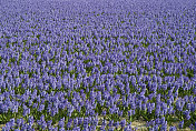 荷兰的紫蓝色风信子田