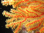 橙色和黄色扇形珊瑚