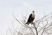 非洲Fish-eagle