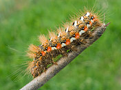 rumicta Caterpillar(纽结肝)