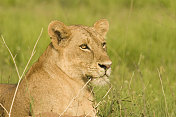 乌干达的非洲狮
