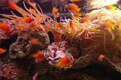 热带珊瑚礁中的小丑鱼