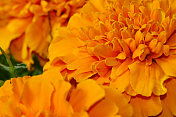 橙色法国金盏花