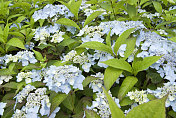 绣球花macrophylla(蓝色)