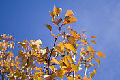 秋叶映衬着蓝天