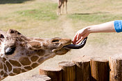 喂食时间-长颈鹿