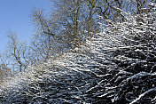 树篱上的冬雪