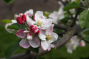 苹果在春天开花――苹果