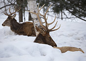 麋鹿在雪地里休息