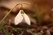 雪花莲